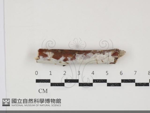 絲皮菌屬藏品圖，第1張