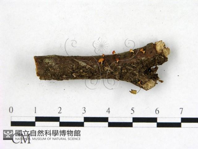 登錄號:F0022751藏品圖，第1張