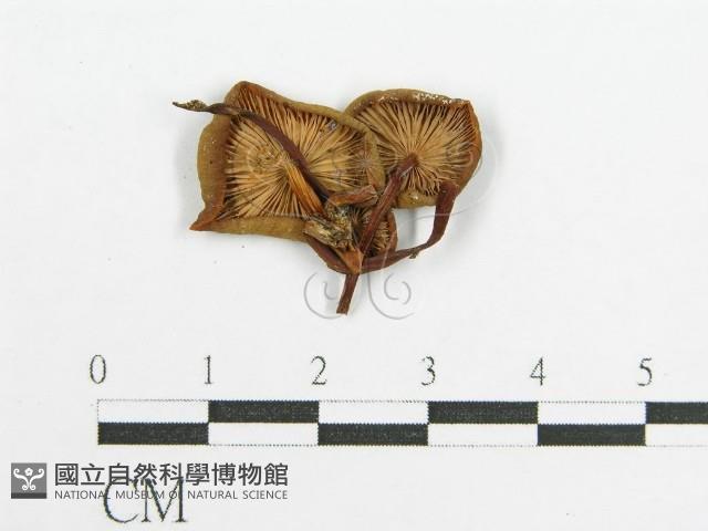 登錄號:F0012751藏品圖，第1張
