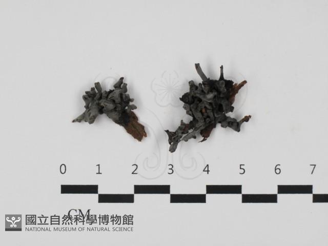 銀耳屬藏品圖，第1張