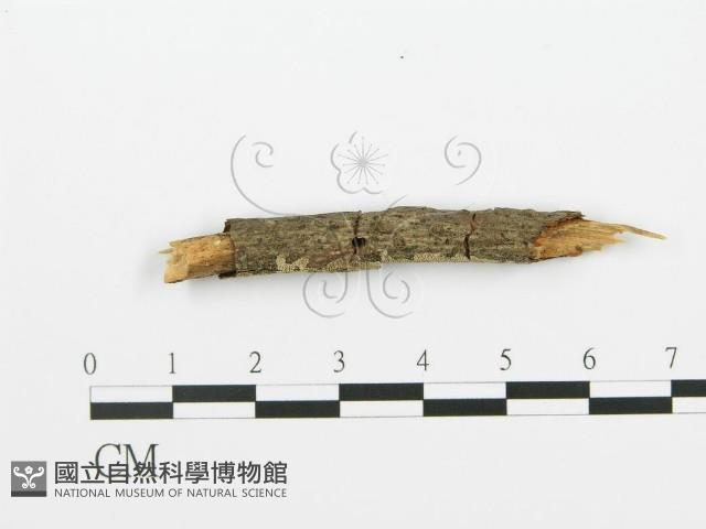 登錄號:F0017751藏品圖，第1張