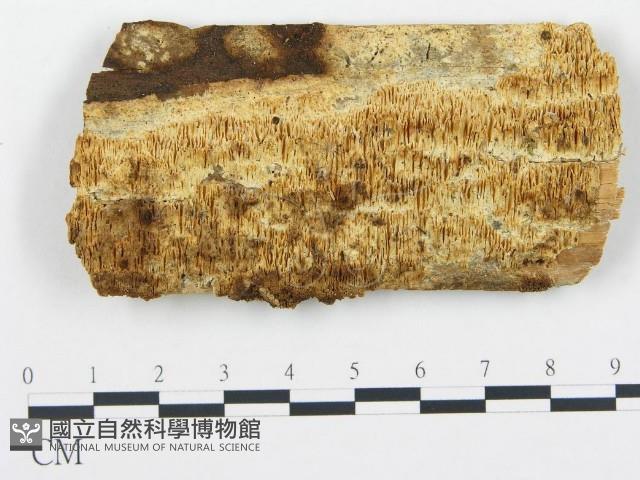 登錄號:F0005751藏品圖，第1張