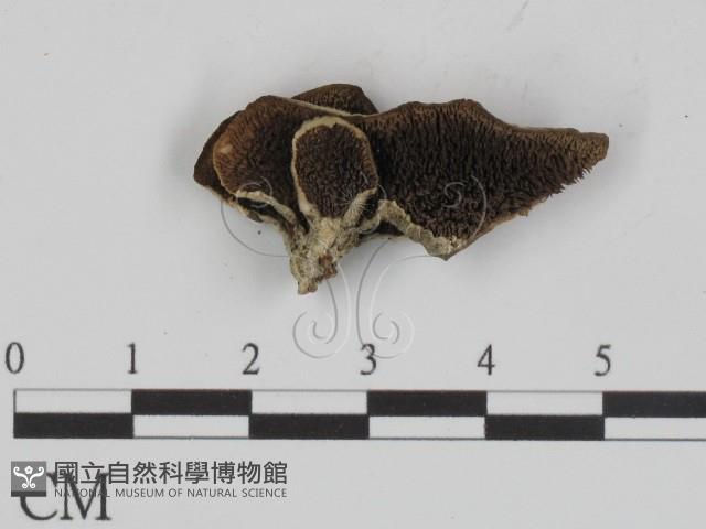 登錄號:F0015751藏品圖，第1張