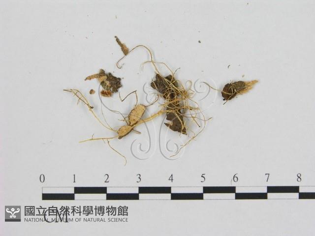 登錄號:F0009751藏品圖，第1張