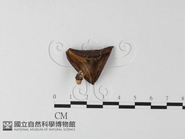 多孔菌屬藏品圖，第1張