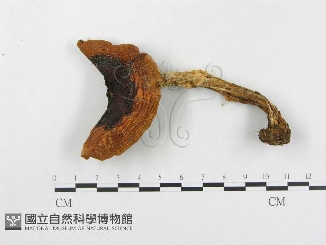 登錄號:F0003751藏品圖，第1張