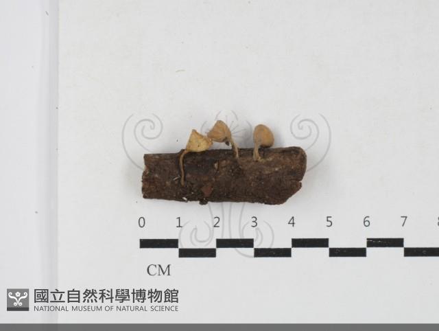 登錄號:F0033751藏品圖，第1張