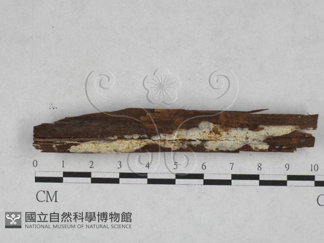 登錄號:F0028551藏品圖，第1張