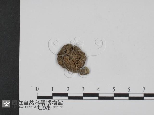 登錄號:F0008551藏品圖，第1張