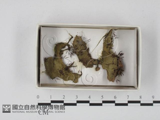 登錄號:F0020551藏品圖，第1張