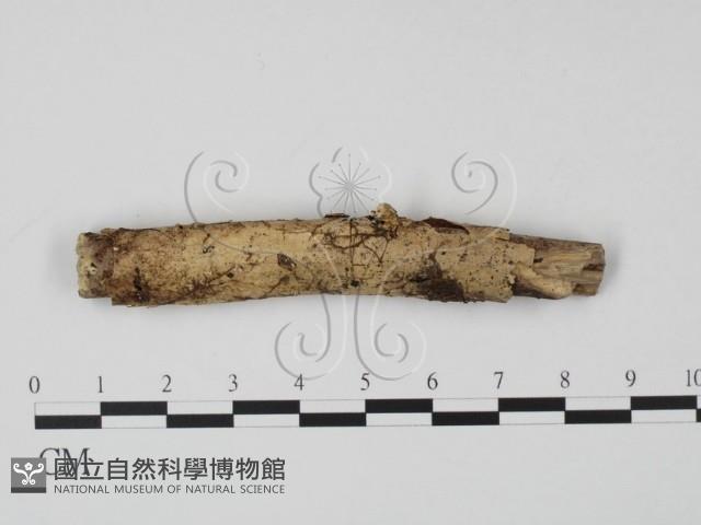 登錄號:F0000551藏品圖，第1張