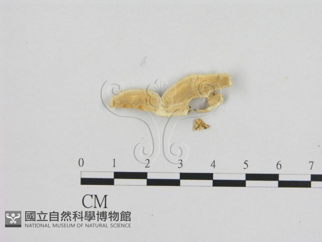 寡孔菌屬藏品圖，第1張