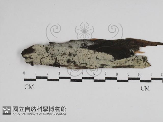 絲齒菌屬藏品圖，第1張