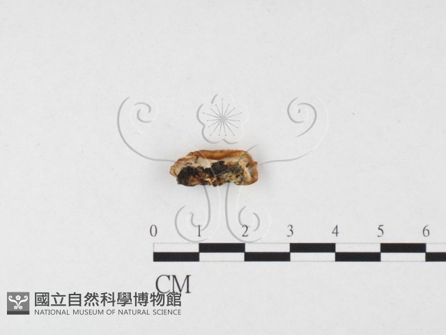 骨皮菌屬藏品圖，第1張