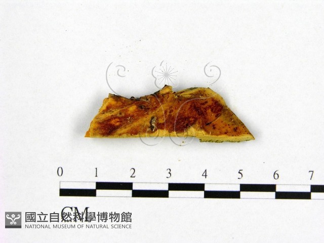 登錄號:F0006551藏品圖，第1張