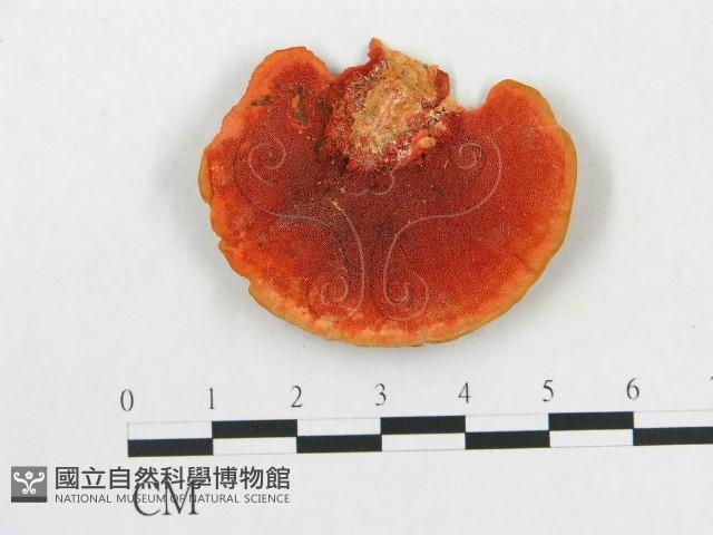 血紅密孔菌藏品圖，第1張