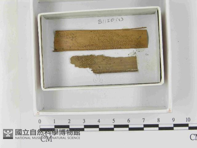 登錄號:F0021551藏品圖，第1張