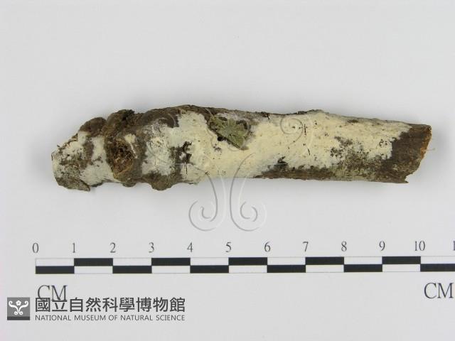 登錄號:F0001551藏品圖，第1張