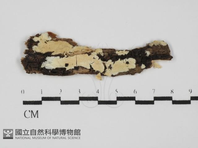 齒耳菌屬藏品圖，第1張