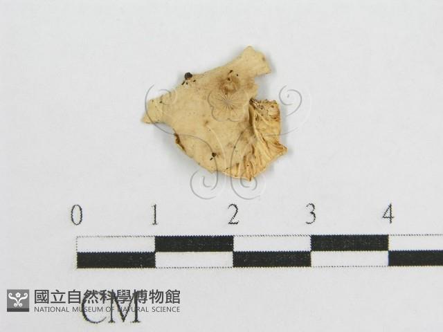 微皮傘屬藏品圖，第1張