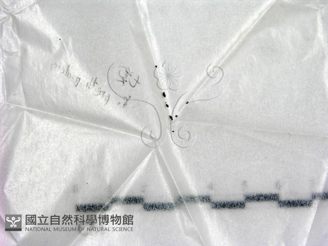 登錄號:F0022551藏品圖，第1張