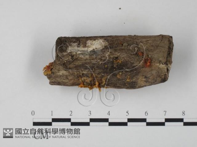 登錄號:F0012551藏品圖，第1張