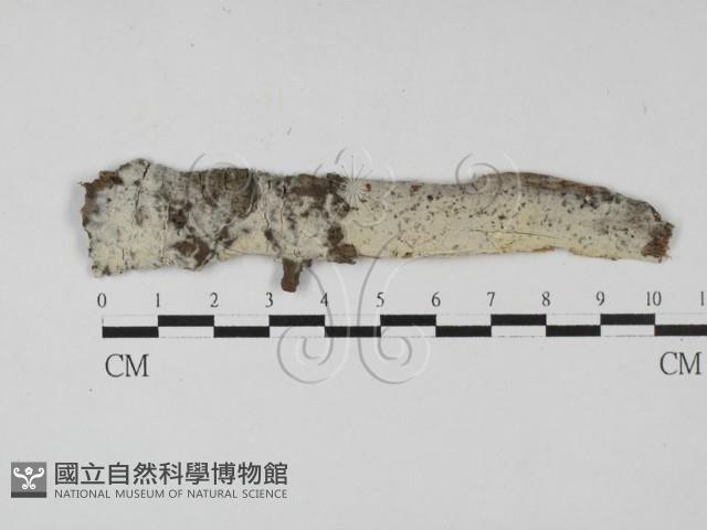 登錄號:F0027551藏品圖，第1張
