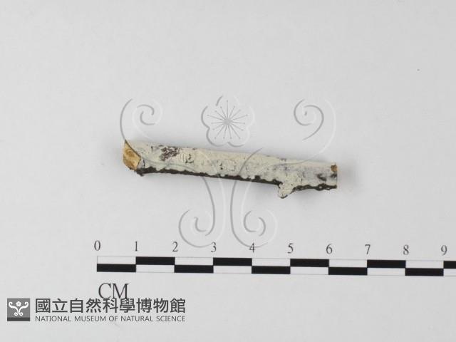 冇骨消絲齒菌藏品圖，第1張