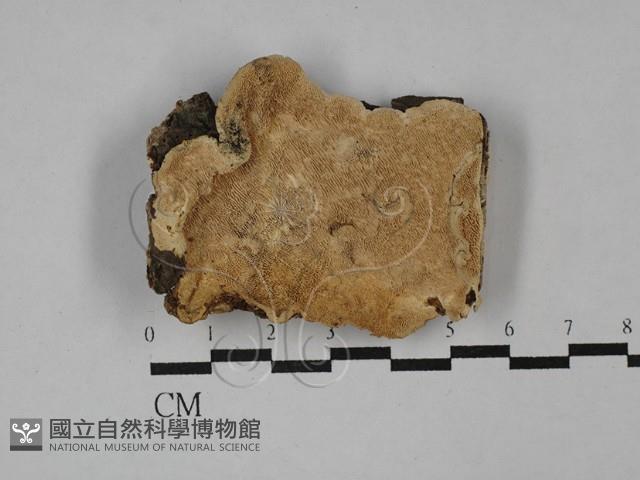 登錄號:F0029551藏品圖，第1張