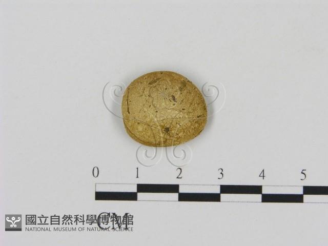 登錄號:F0003551藏品圖，第1張