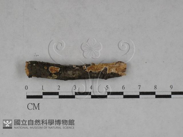 薄孔菌屬藏品圖，第1張