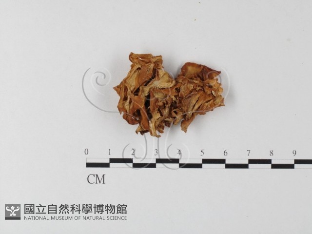 登錄號:F0008151藏品圖，第1張