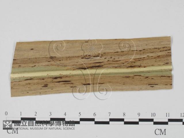 登錄號:F0010151藏品圖，第1張