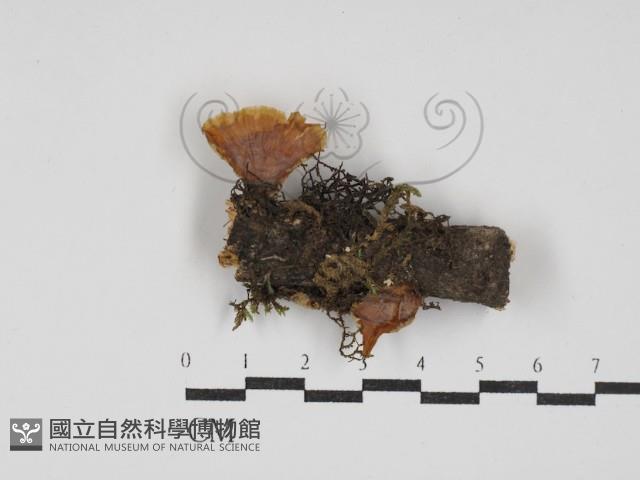 登錄號:F0030151藏品圖，第1張