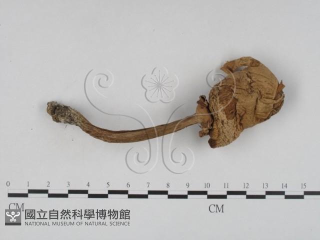 登錄號:F0016151藏品圖，第1張