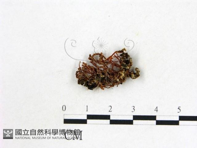 登錄號:F0001151藏品圖，第1張