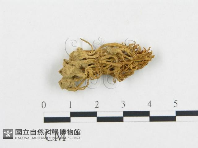 登錄號:F0011151藏品圖，第1張