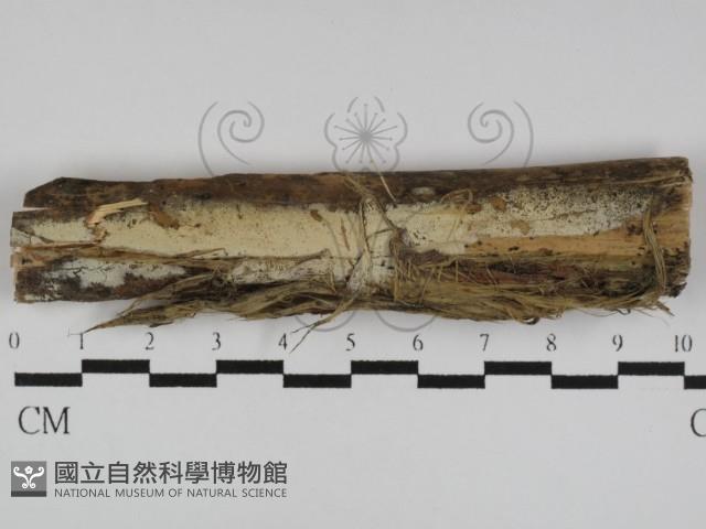 絲齒菌屬藏品圖，第1張