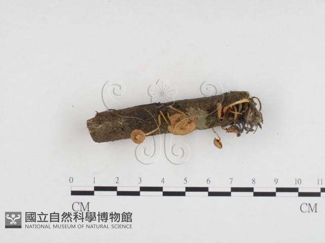 登錄號:F0024151藏品圖，第1張