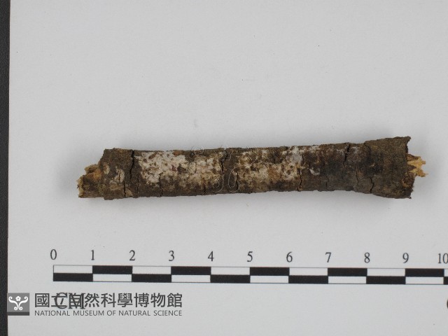 登錄號:F0004151藏品圖，第1張