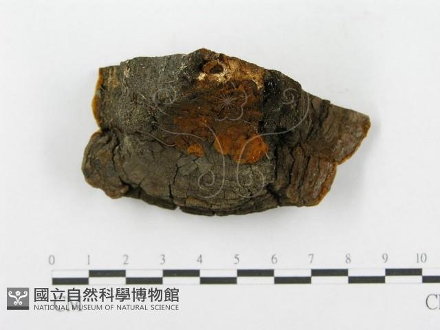 登錄號:F0014151藏品圖，第1張