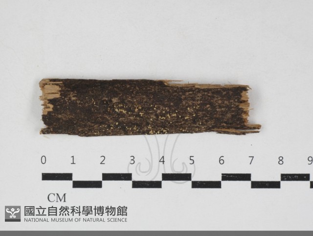 登錄號:F0034151藏品圖，第1張