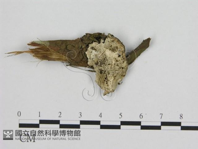 寡孔菌屬藏品圖，第1張