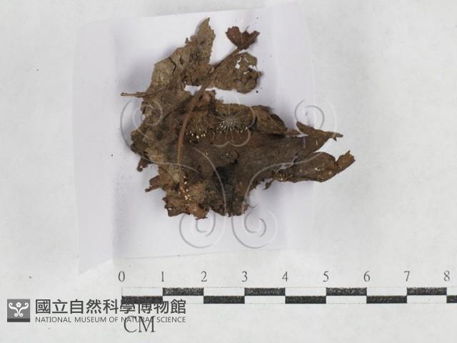 登錄號:F0027151藏品圖，第1張