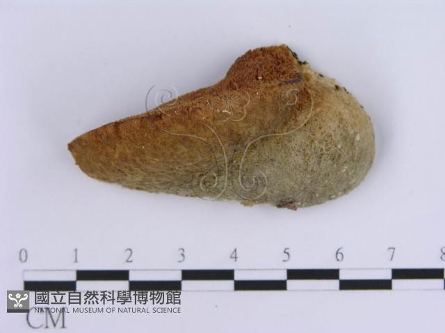 登錄號:F0007151藏品圖，第1張