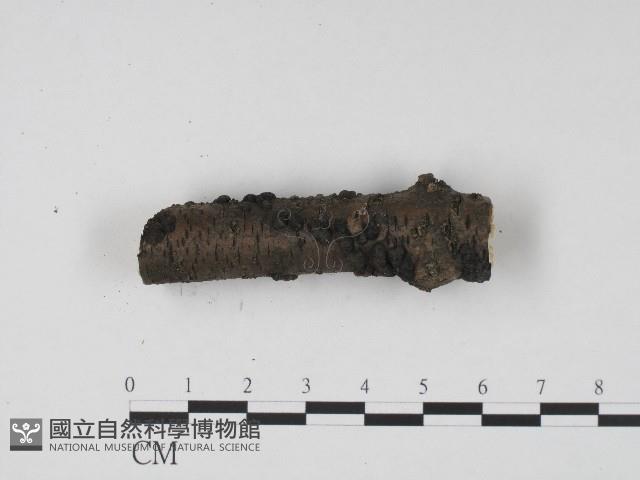 炭角菌屬藏品圖，第1張