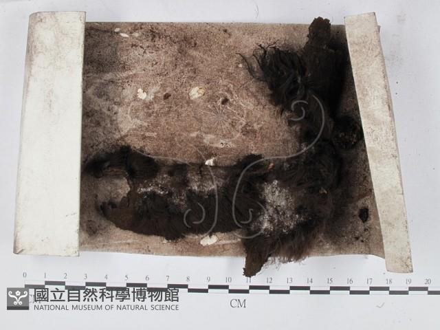 登錄號:F0005151藏品圖，第1張