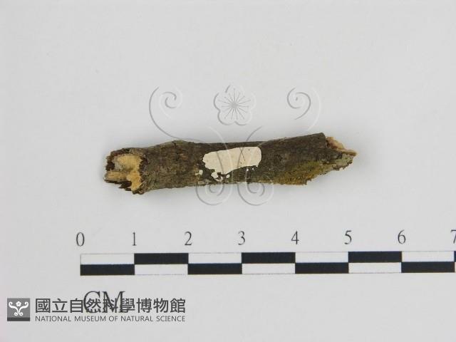 登錄號:F0015151藏品圖，第1張