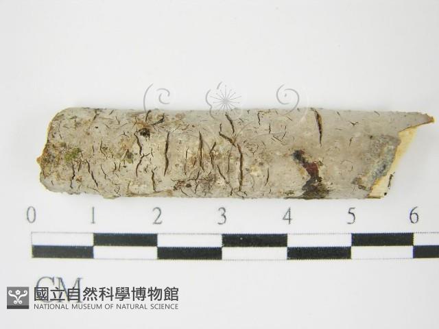 登錄號:F0009151藏品圖，第1張