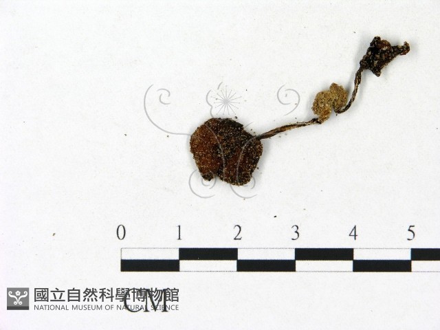登錄號:F0023151藏品圖，第1張